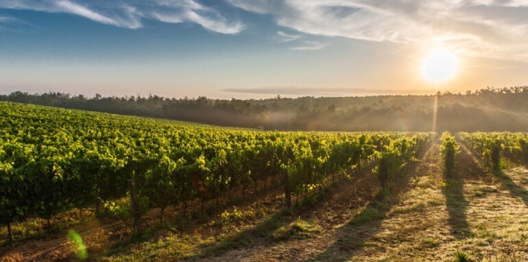 60e6d52b063f9 Come raggiungere sostenibilità, competitività ed efficienza nella produzione vinicola